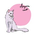 Angora cat, illustration